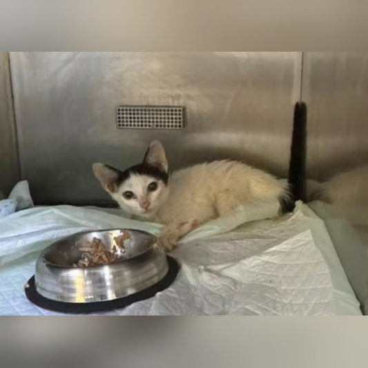 Baby Hurya resting next to her food bowl