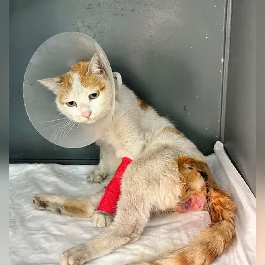 Karamel recovering in her cone