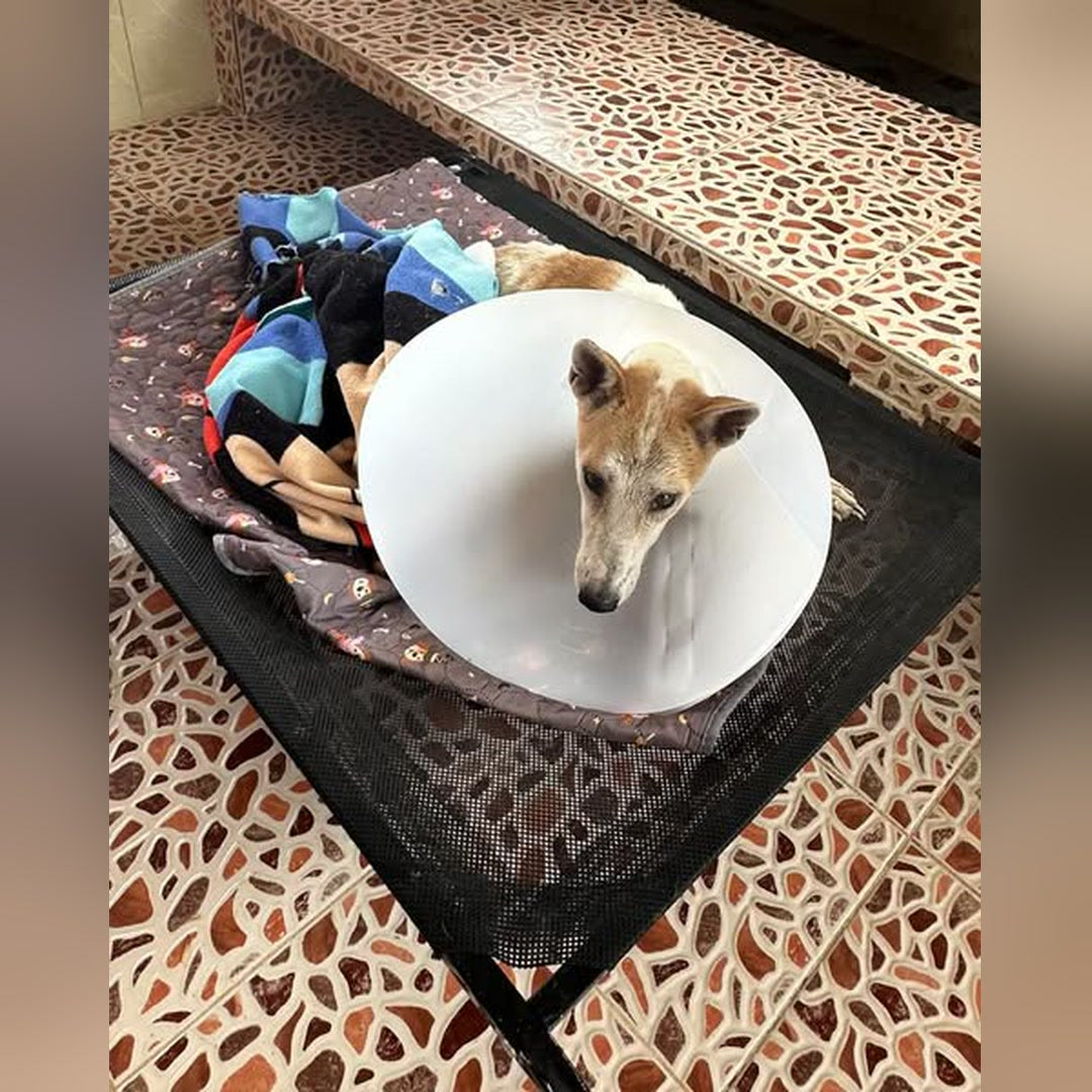 Maggie resting in her cone