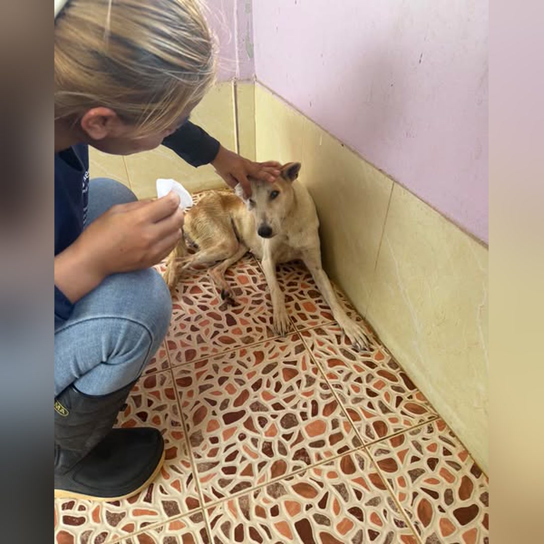A rescuer caring for Maggie