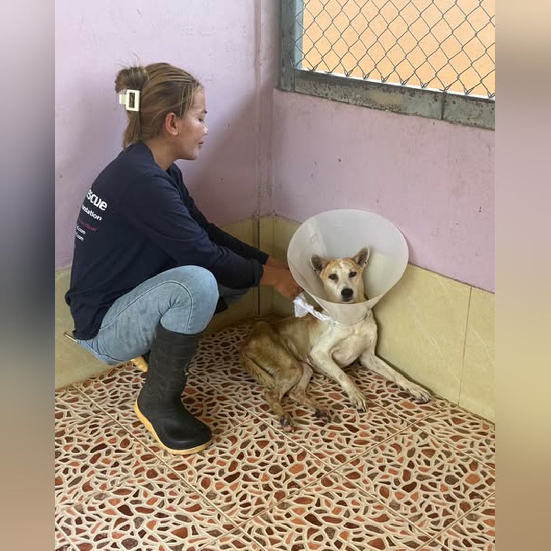 A rescuer with Maggie in her cone