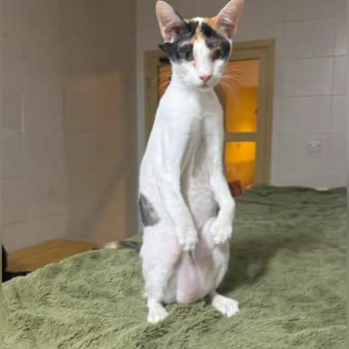 Mimi standing up on her bed