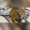 Simba resting on a blanket