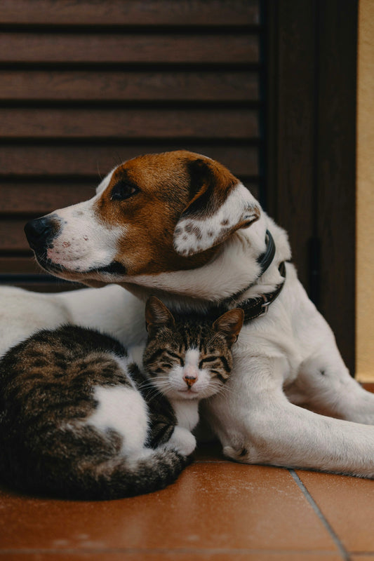 A dog resting with a tabby kitten