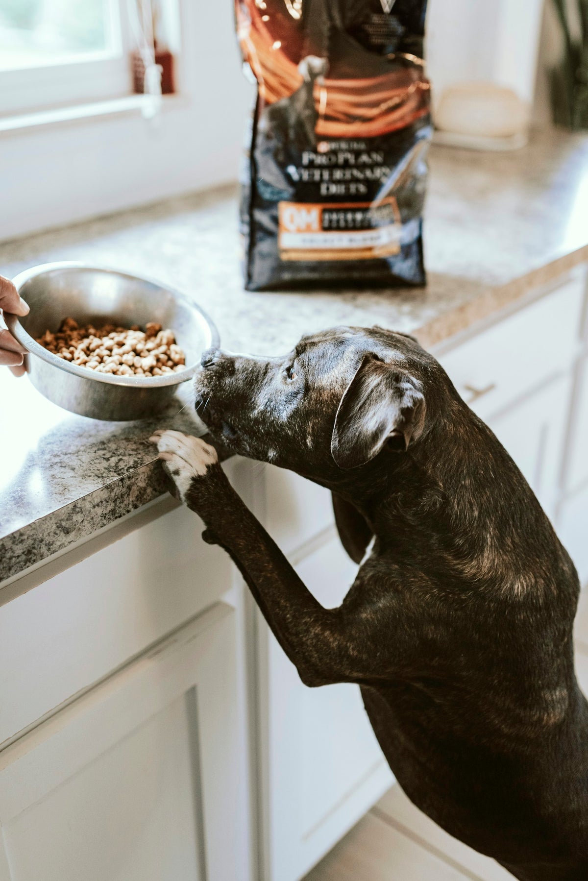 A dog being given a bowl of food