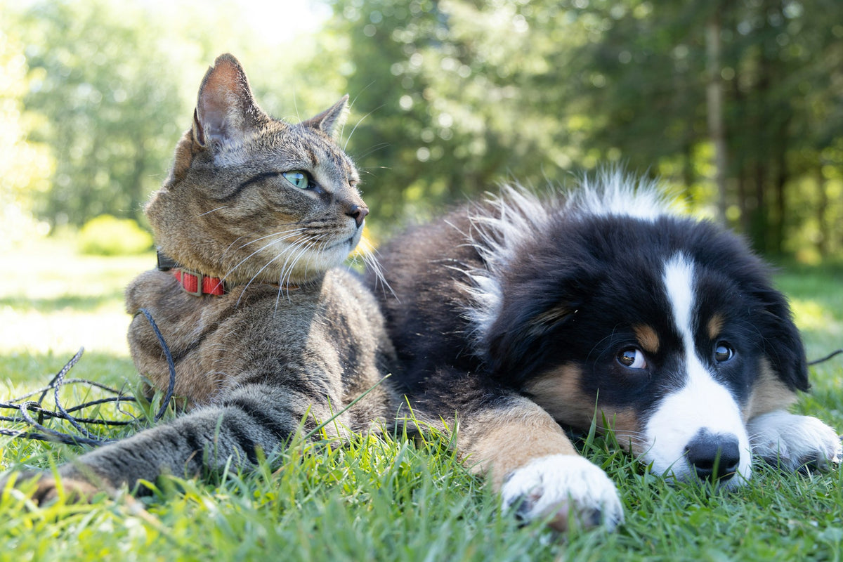 A tabby cat and a puppy lying together in the grass