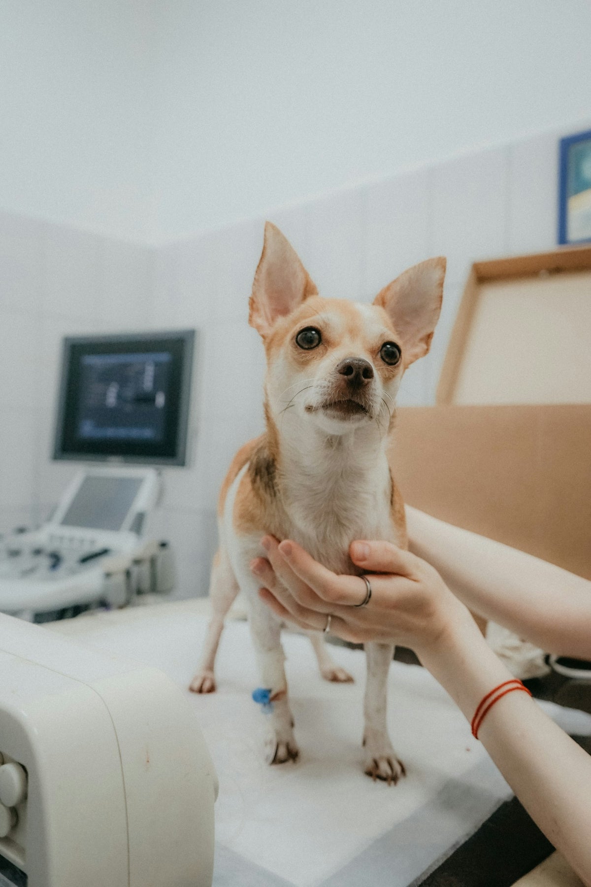 A small dog being checked at the vet
