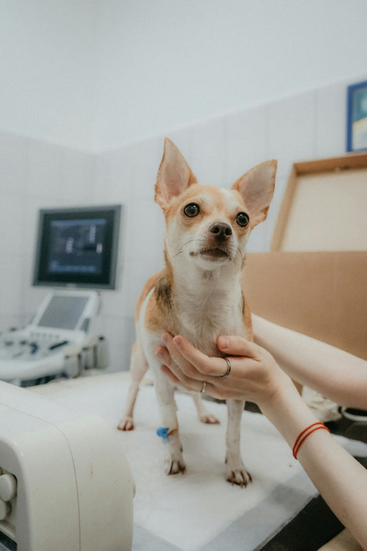 A small dog being checked at the vet