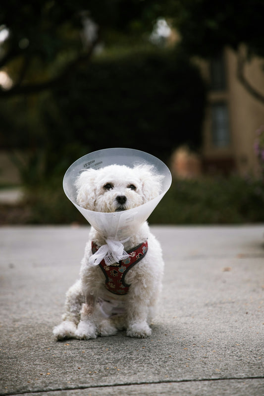 A small white dog recovering in a cone