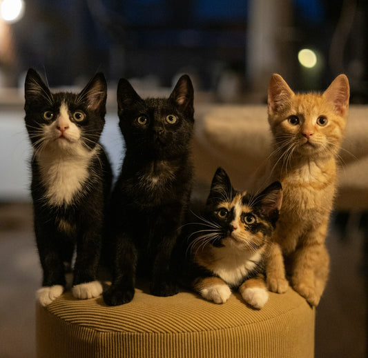 A group of cats and kittens looking up