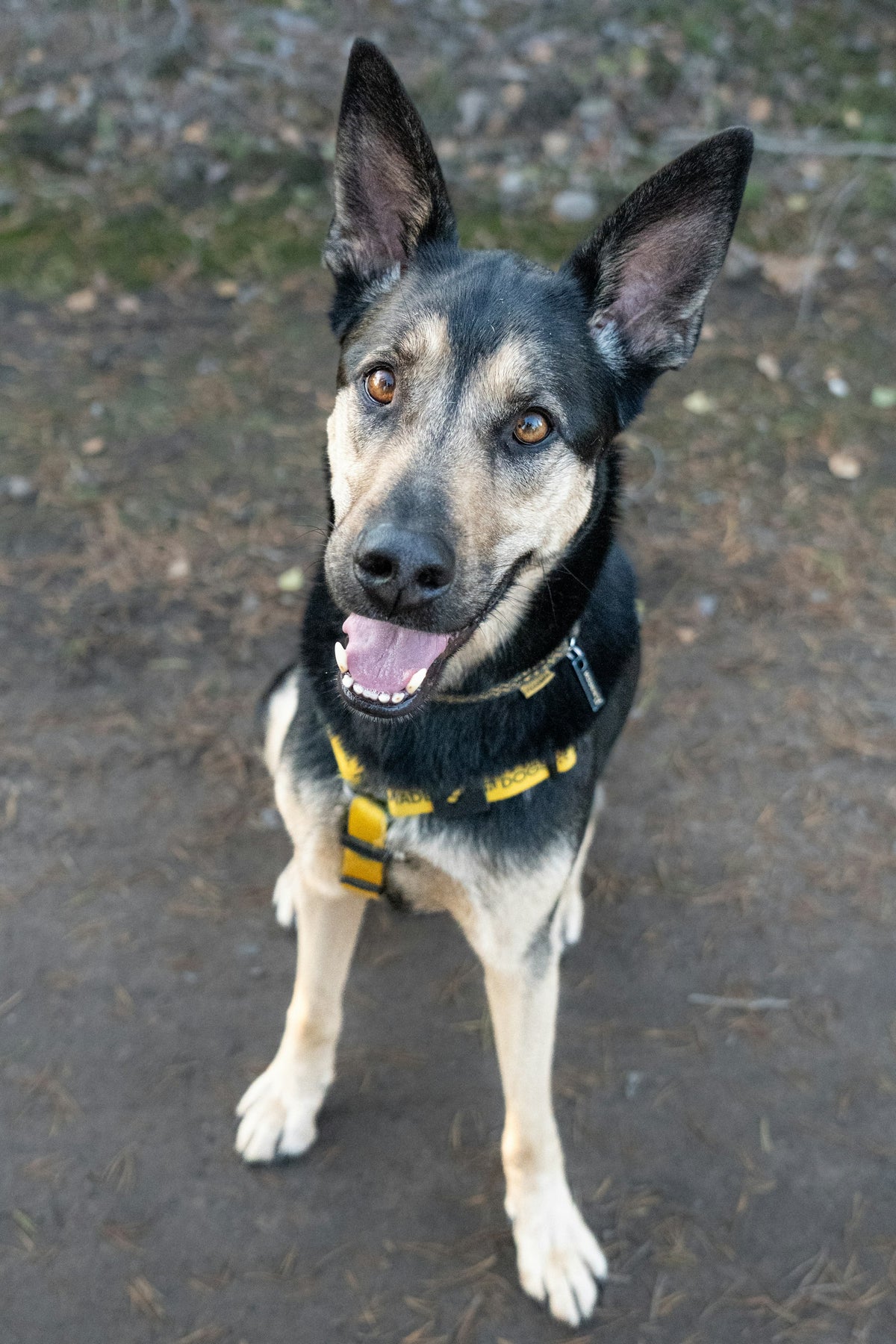 Shelter dog